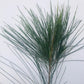 Casuarina equisetifolia Branch Cuttings
