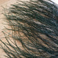 Casuarina equisetifolia Branch Cuttings