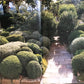 Gardening with Herbs (used)