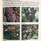 Step by Step Winemaking (used)