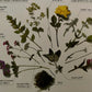 Flower Craft (used)