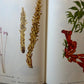 Wild Flowers of America (used)
