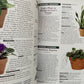 Houseplants (used)