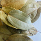 Cinnamon Leaves, Organic, Grown in Jamaica