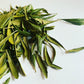 Dried Bayberry Leaves - (Myrica cerifera) - 1/3 oz