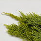 Cedar Leaf Tips, dried, Eastern Red