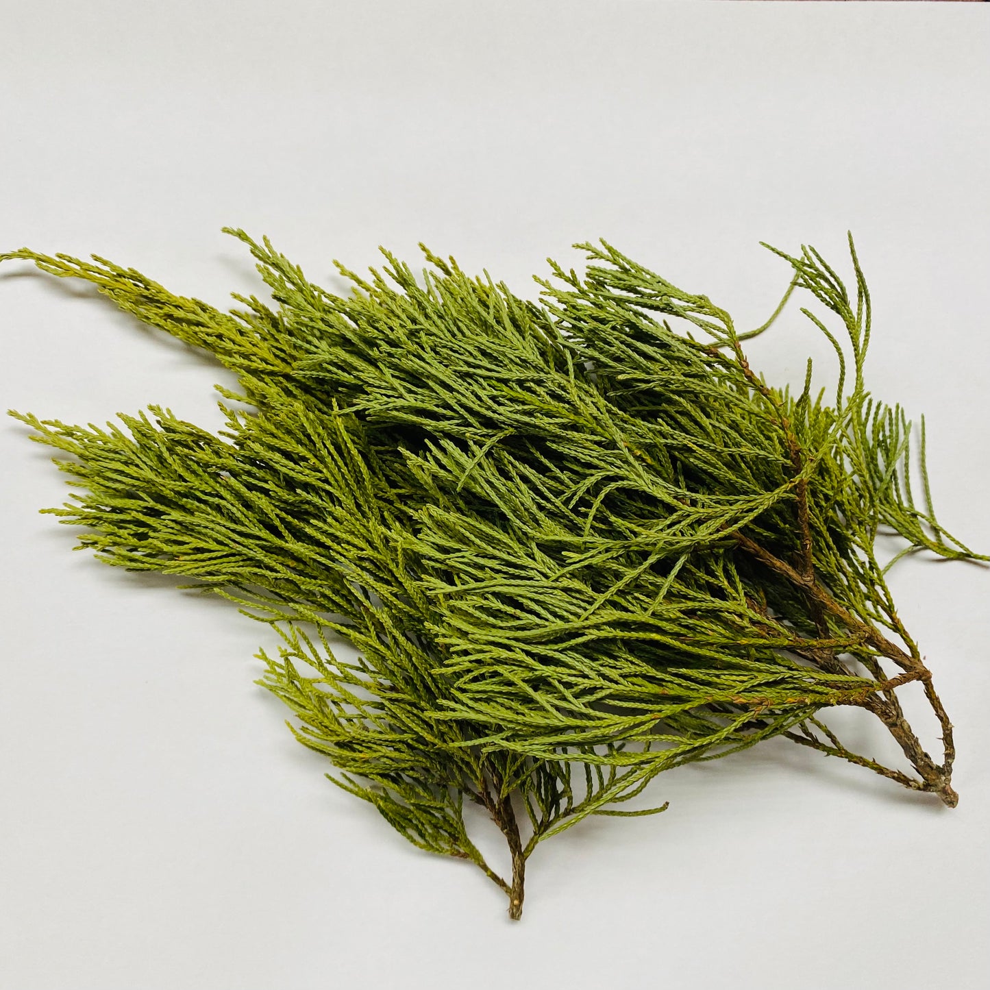 Cedar Leaf Tips, dried, Eastern Red